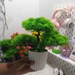 Decorative Mini Plant